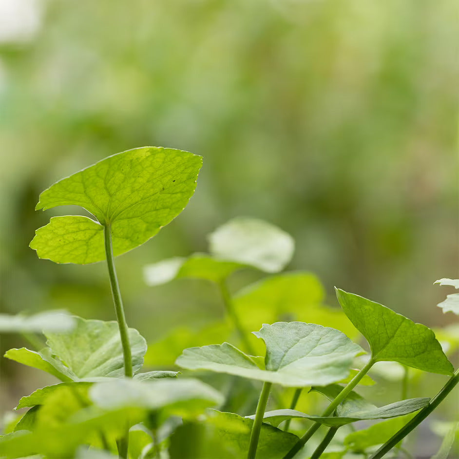 Centella Asiatica